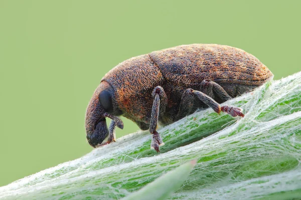 Larinus minutus beetle in nature — Stock Photo, Image