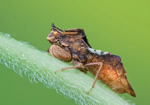 Ambushbug in nature on green background — Stock Photo, Image