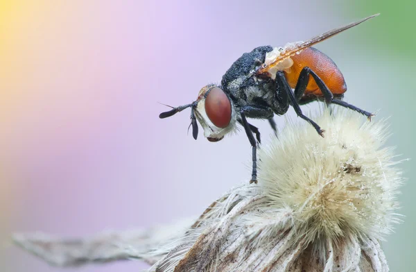 Tachinidae, Gymnosoma fly in nature — Stock Photo, Image