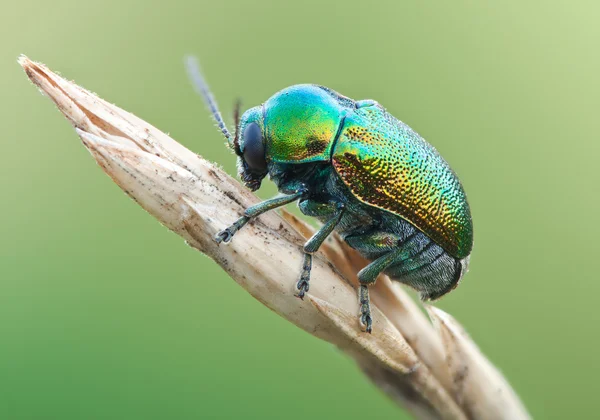 Green beetle ryptocephalus sericeus in nature — Stock Photo, Image