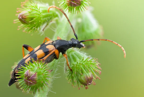 Capricorn beetle (long-horned, longicorn) Leptura aethiops on a — Stock Photo, Image