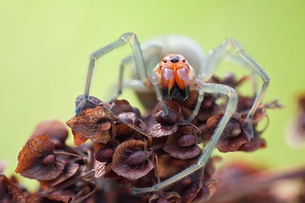 Cheiracanthium punctorium araña en la naturaleza — Foto de Stock