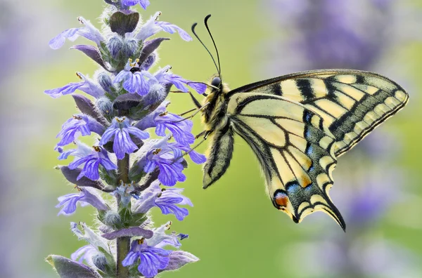 Deux papillons dans la nature sur la fleur — Photo