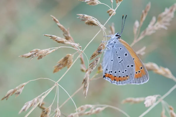 Chrysophanus dispar 菇蝴蝶性质 — 图库照片