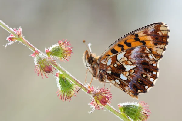 自然 Boloria dia 蝴蝶 — 图库照片