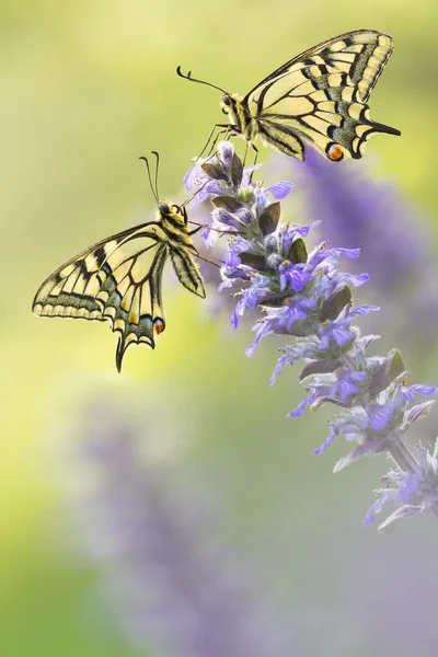Deux papillons dans la nature sur la fleur — Photo