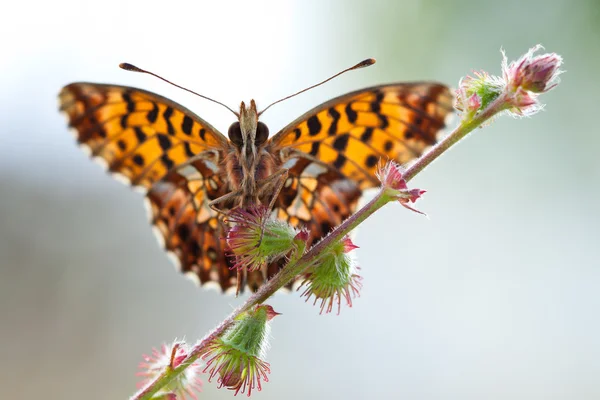 Boloria dia papillon aux ailes ouvertes dans la nature — Photo