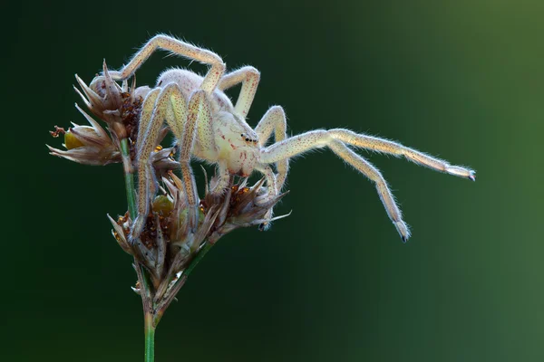 Micrommata nazelenalá pavouk v přírodě — Stock fotografie