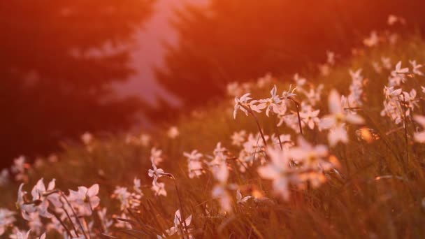 Jonquille en fleurs dans les montagnes avec lumière du coucher de soleil saturée 
