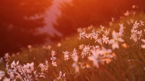 Narciso floreciente en las montañas con luz saturada del atardecer — Vídeo de stock