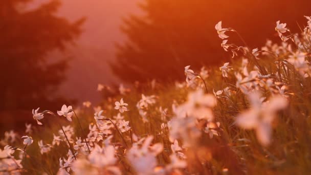 Jonquille en fleurs dans les montagnes avec lumière du coucher de soleil saturée — Video