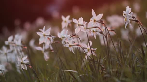 Narciso floreciente en las montañas con luz saturada del atardecer — Vídeos de Stock