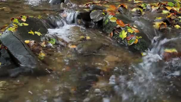 Cachoeira de outono com folhas amarelas — Vídeo de Stock