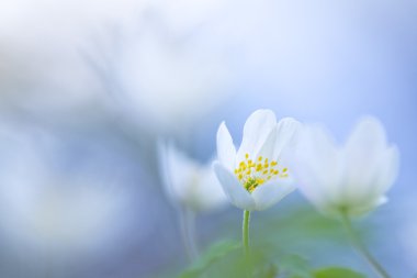 Ahşap anemone (Anemone nemorosa) yumuşak odak ile