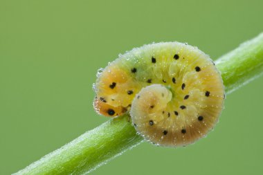 Hymenoptera larva bir tesisi