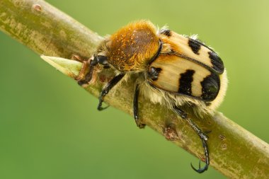 Arı böcekler, Trichius fasciatus ağaç üzerinde