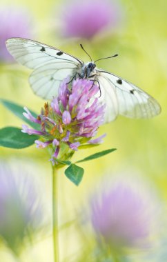 Bir çiçek üzerinde bulutlu Apollo (Parnassius mnemosyne)