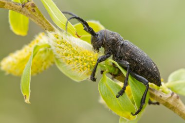 Lamia textor beatle willow üzerinde