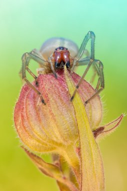 Cheiracanthium punctorium örümcek doğada