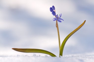 Beautiful macro photo of wildgrowing scilla on snow clipart