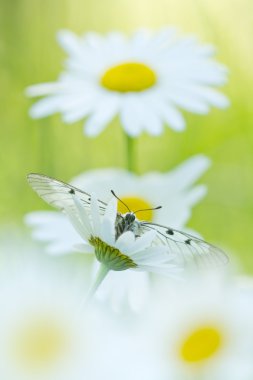 Papatya çiçekler üzerinde bulutlu Apollo (Parnassius mnemosyne)