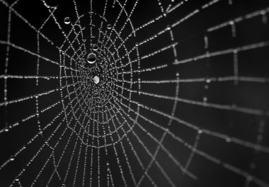 Wet spiderweb on a black background clipart