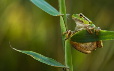Yeşil ağaç kurbağası üzerindeki reed yaprak (yeşil arborea)