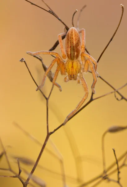 Micrommata nazelenalá pavouk v přírodě — Stock fotografie