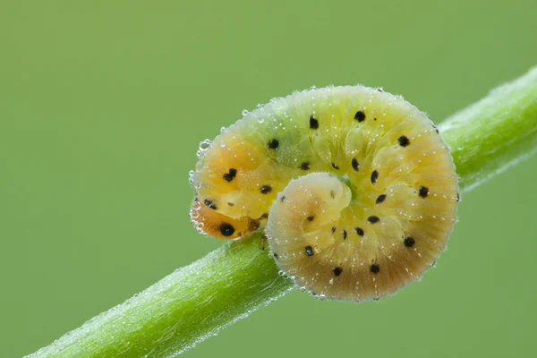 Larve van de Hymenoptera (Vliesvleugeligen) op een plant — Stockfoto