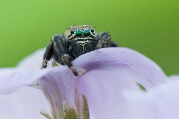 Evarcha arcuata Salto Spider Macro Shot — Foto Stock