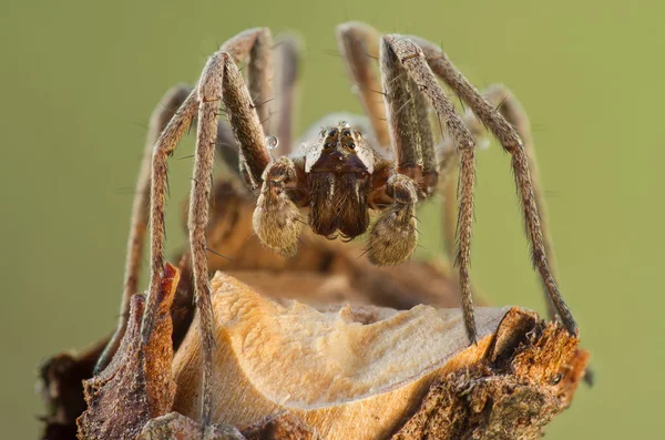 Pisaura mirabilis araña en la naturaleza — Foto de Stock