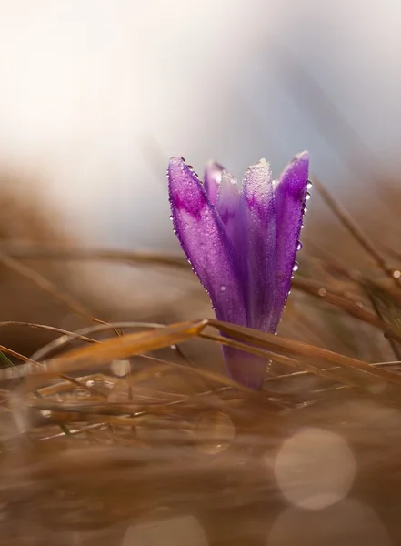 Vista de cerca flor mágica flores de primavera cocodrilo que crece de la hierba — Foto de Stock