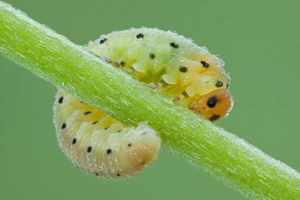 Larva blanokřídlí na rostlině — Stock fotografie