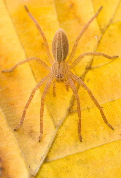 Micrommata virescens ragno in natura — Foto Stock