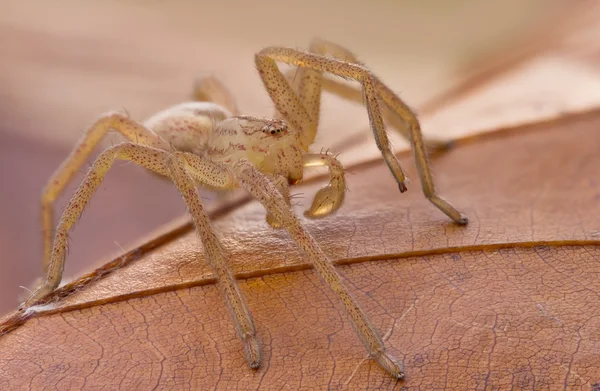 Micrommata virescens araña en la naturaleza — Foto de Stock