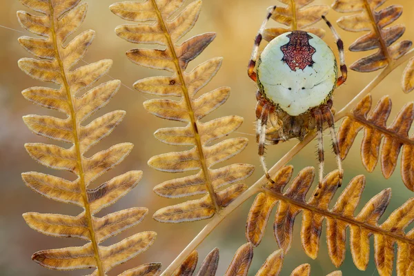 Pavouka Araneus marmoreus na staré kapradí — Stock fotografie