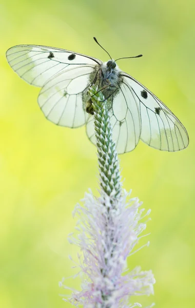 Apollon voilé (Parnassius mnemosyne) sur herbe — Photo