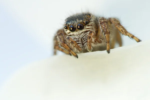 Evarcha arcuata salto araña macro disparo — Foto de Stock