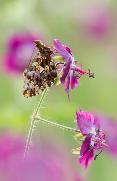 Papillon (Boloria dia) sur fleur avec un grand fond — Photo