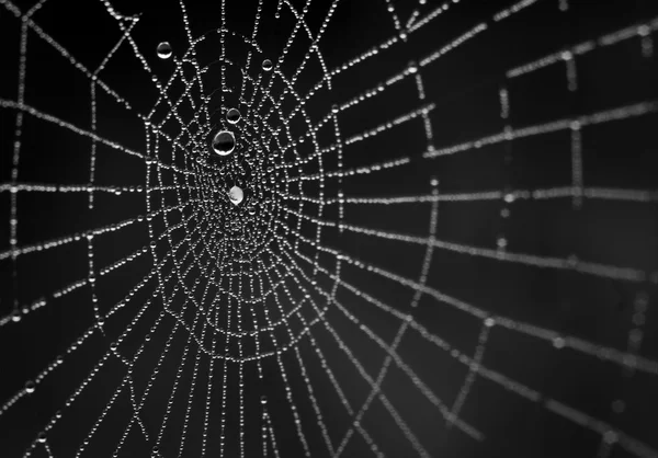 Wet spiderweb on a black background — Stock Photo, Image