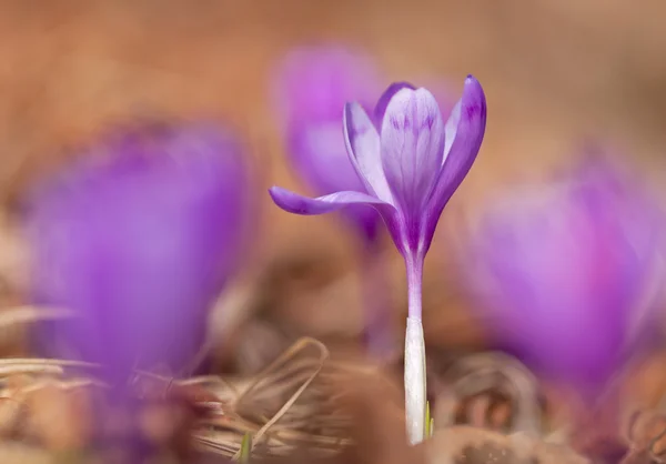 View of  magic blooming spring flowers crocus — Stock Photo, Image