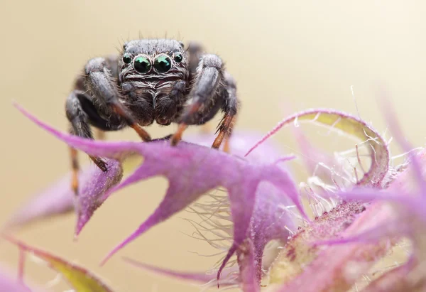 Evarcha arcuata araña saltadora — Foto de Stock