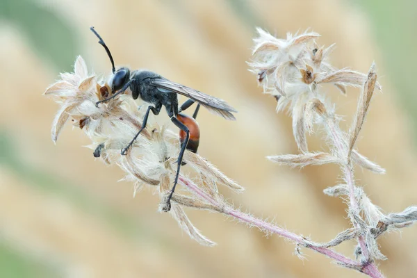 Wasp Palmodes occitanicus — Stock Photo, Image