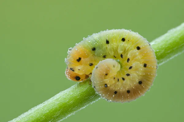 Личинка Hymenoptera на растении Стоковое Фото