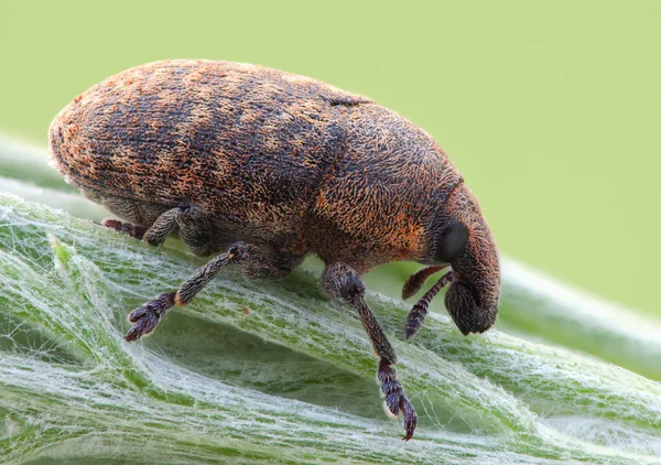 Larinus obtusus на зеленом растении Лицензионные Стоковые Фото