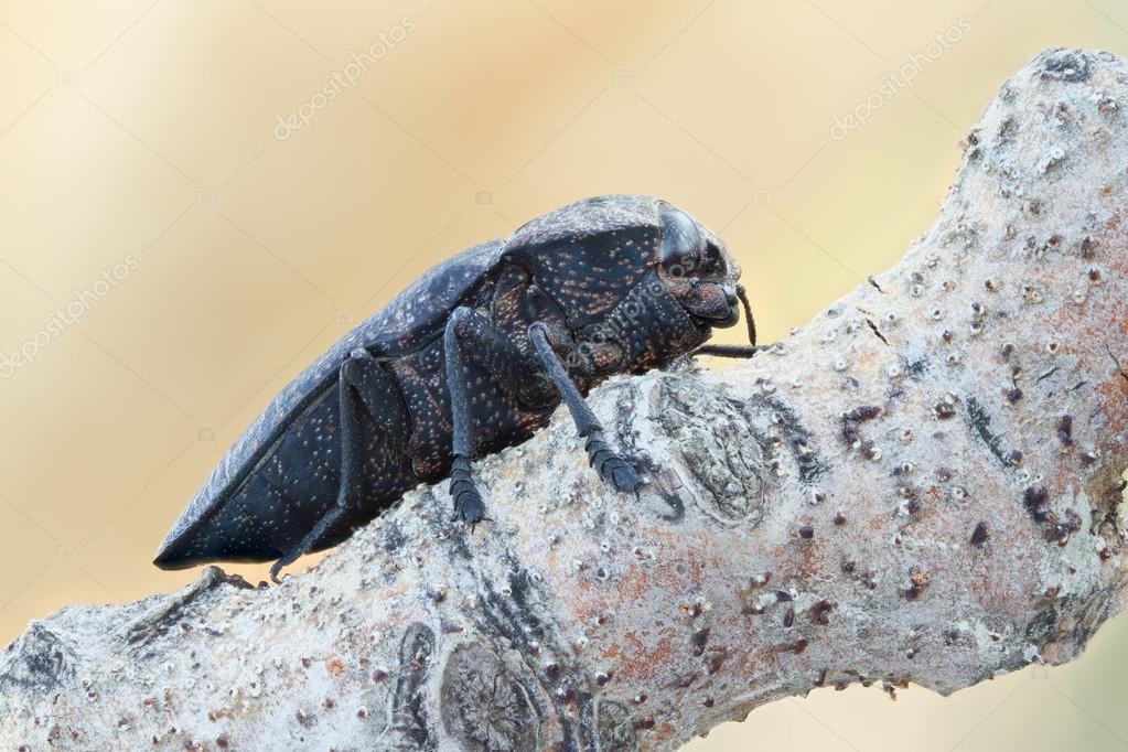 Capnodis tenebricosa in nature — Stock Photo © macrowildlife 99202442