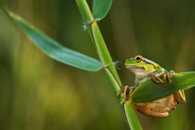 Yeşil ağaç kurbağası üzerindeki reed yaprak (yeşil arborea)