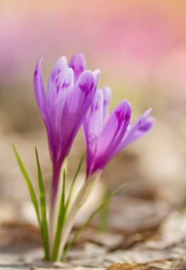 Bahar çiçeği bitkisi çiçeklenme yakın çekim magic görünümünü