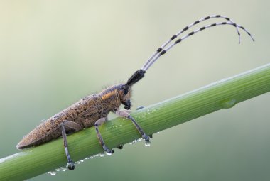 Gri longhorn altın çiçek açmış böcek (Agapanthia villosoviridesce