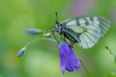 Çiçek üzerinde bulutlu Apollo (Parnassius mnemosyne)